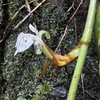 Elettaria ensal (Gaertn.) Abeyw.